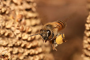 12mm long Apis mellifera, Apis mellifera flyin...